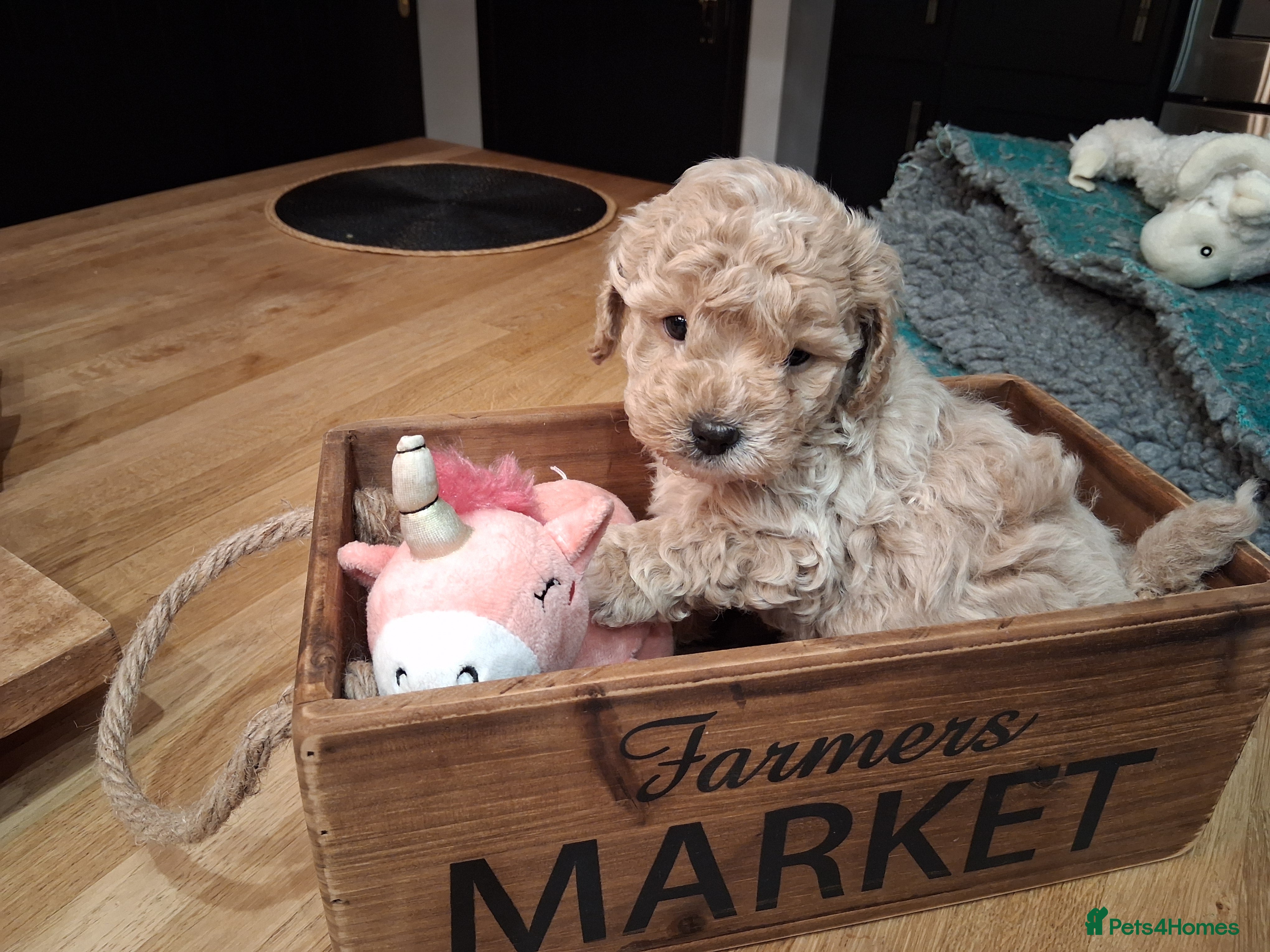 Shihpoo dogs Beautiful shihpoo puppies 2 boys 2 girls  - Advert 3