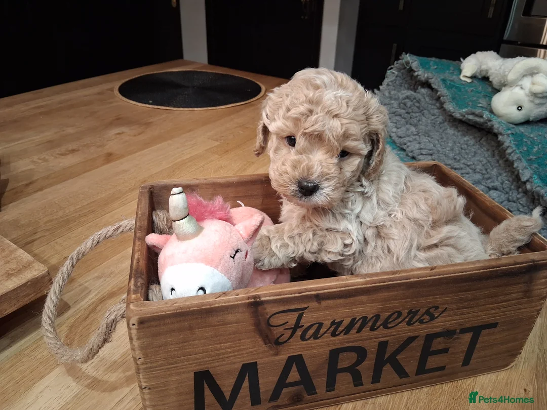 Shihpoo dogs for sale: Beautiful shihpoo puppies 2 boys 2 girls  - Advert 1