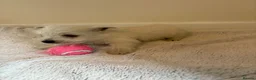 West Highland Terrier dogs for sale: 2 stunning west highland terrier puppies for sale  - Advert 5