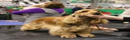 Cocker Spaniel dogs for stud: Gorgeous Golden KC Show Cocker for stud - Advert 4