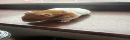 Hamster rodents for sale: Syrian hamster free to a good home  - Advert 16