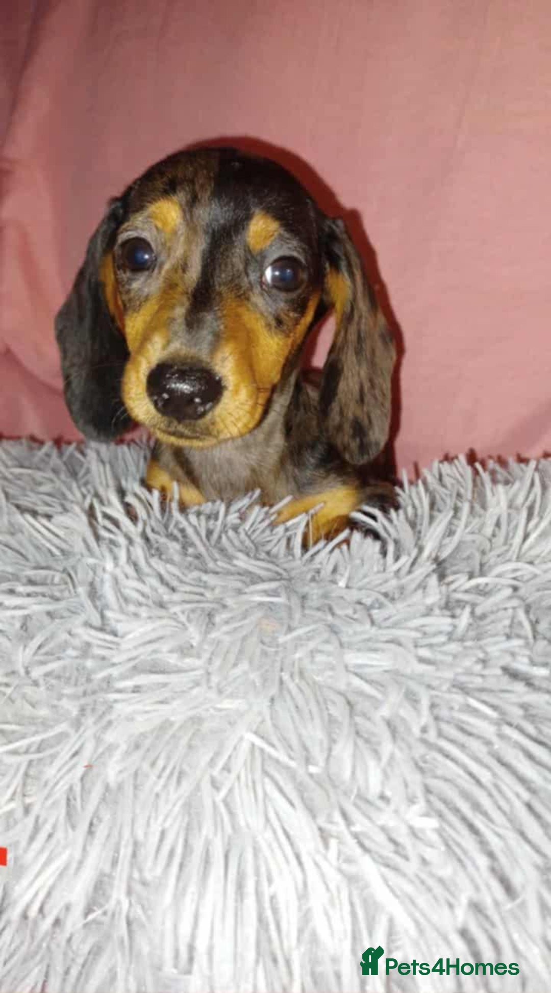 Dachshund dogs for sale: Dachshund puppies  - Advert 8