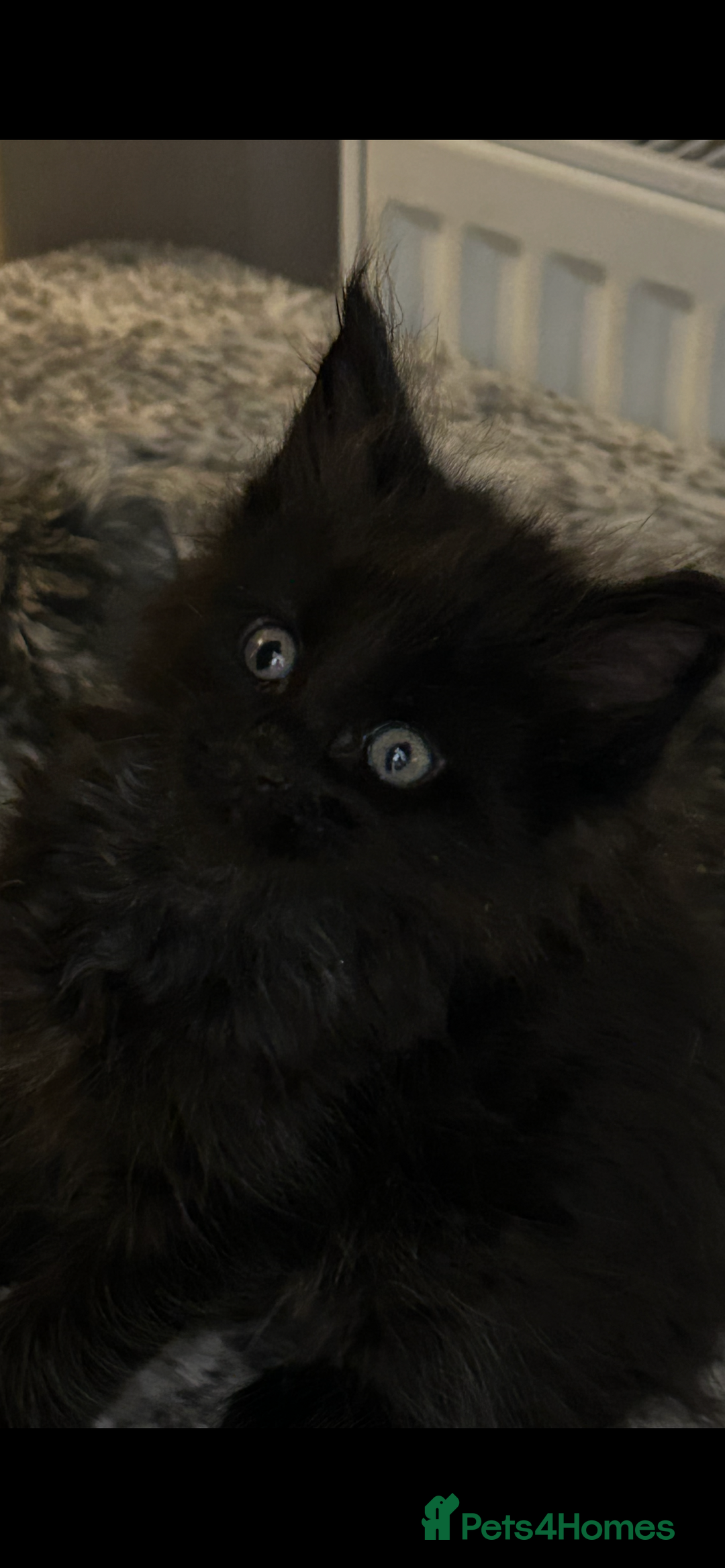 Maine Coon cats for sale: 8 beautiful mainecoon kittens for sale - Advert 2