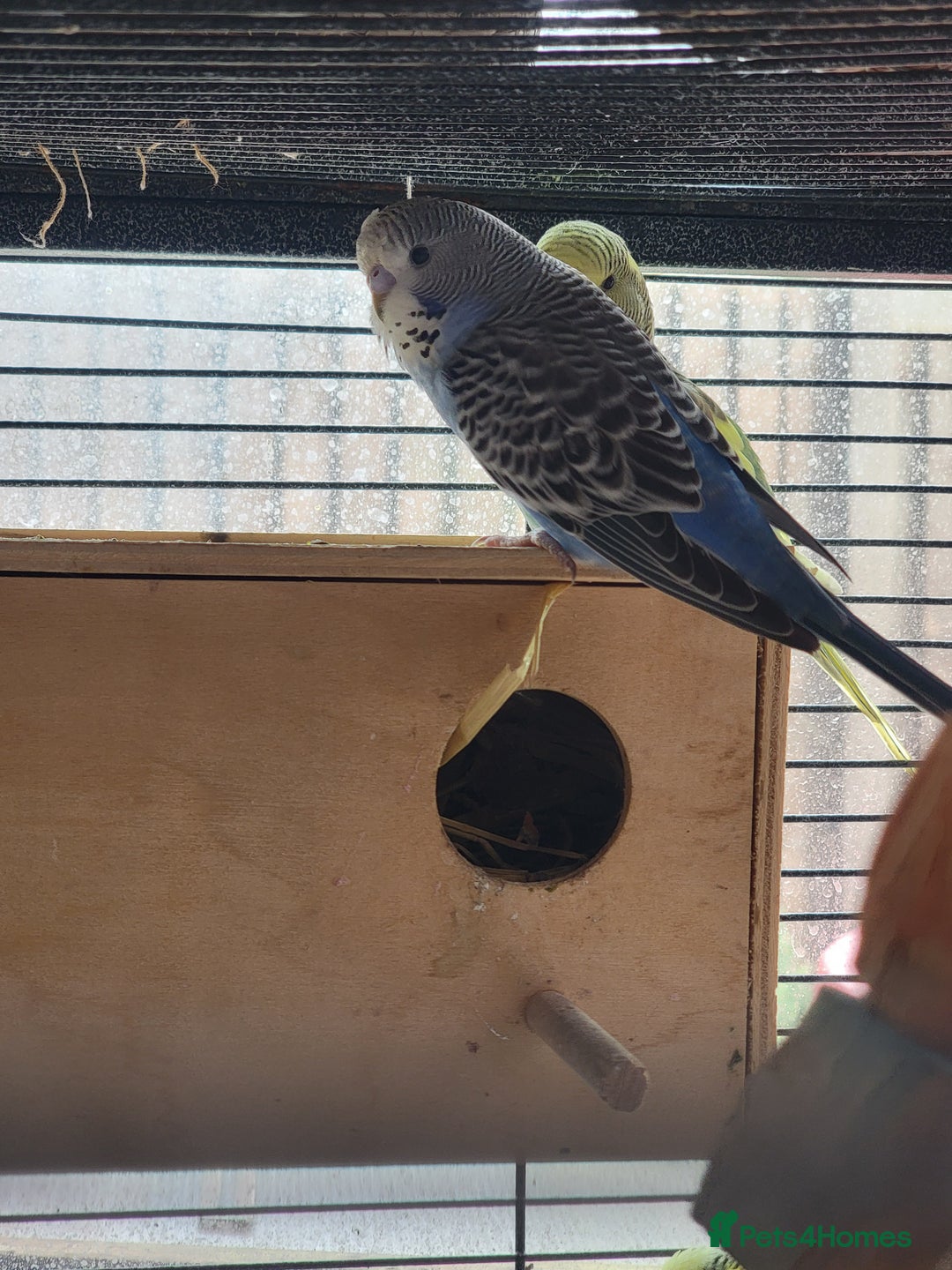 Budgerigars birds for sale: Two budgies male and female - Image 2
