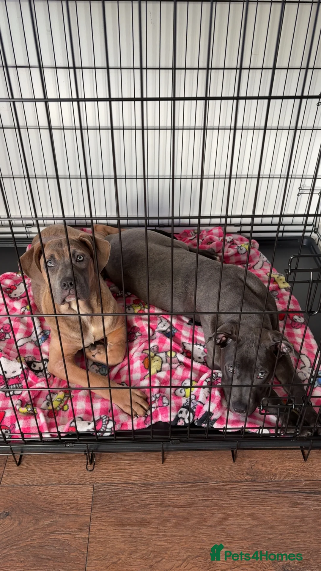 Mixed Breed dogs for sale: Cane corso staffy rehoming - Advert 4