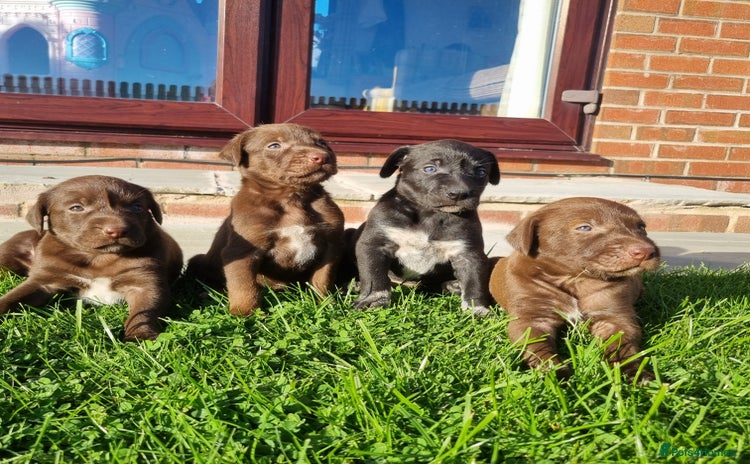 Mixed Breed dogs - Advert 3