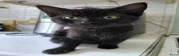 Mixed Breed cats for adoption: Kittens black + black and white rescue - Advert 3