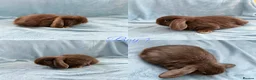 Mini Lop rabbits for sale: Baby Mini Lops Ready 01/07 - Advert 4