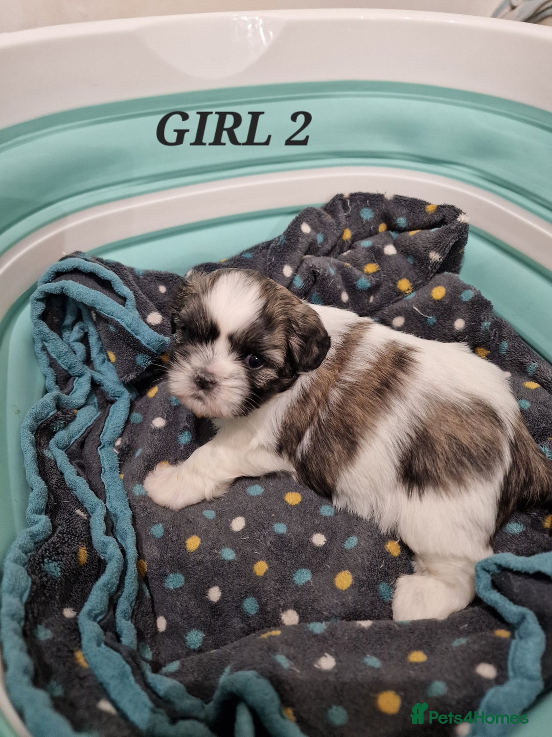 Shih Tzu dogs for sale:  2 lovely girls Shih Tzu Puppies!  - Advert 16