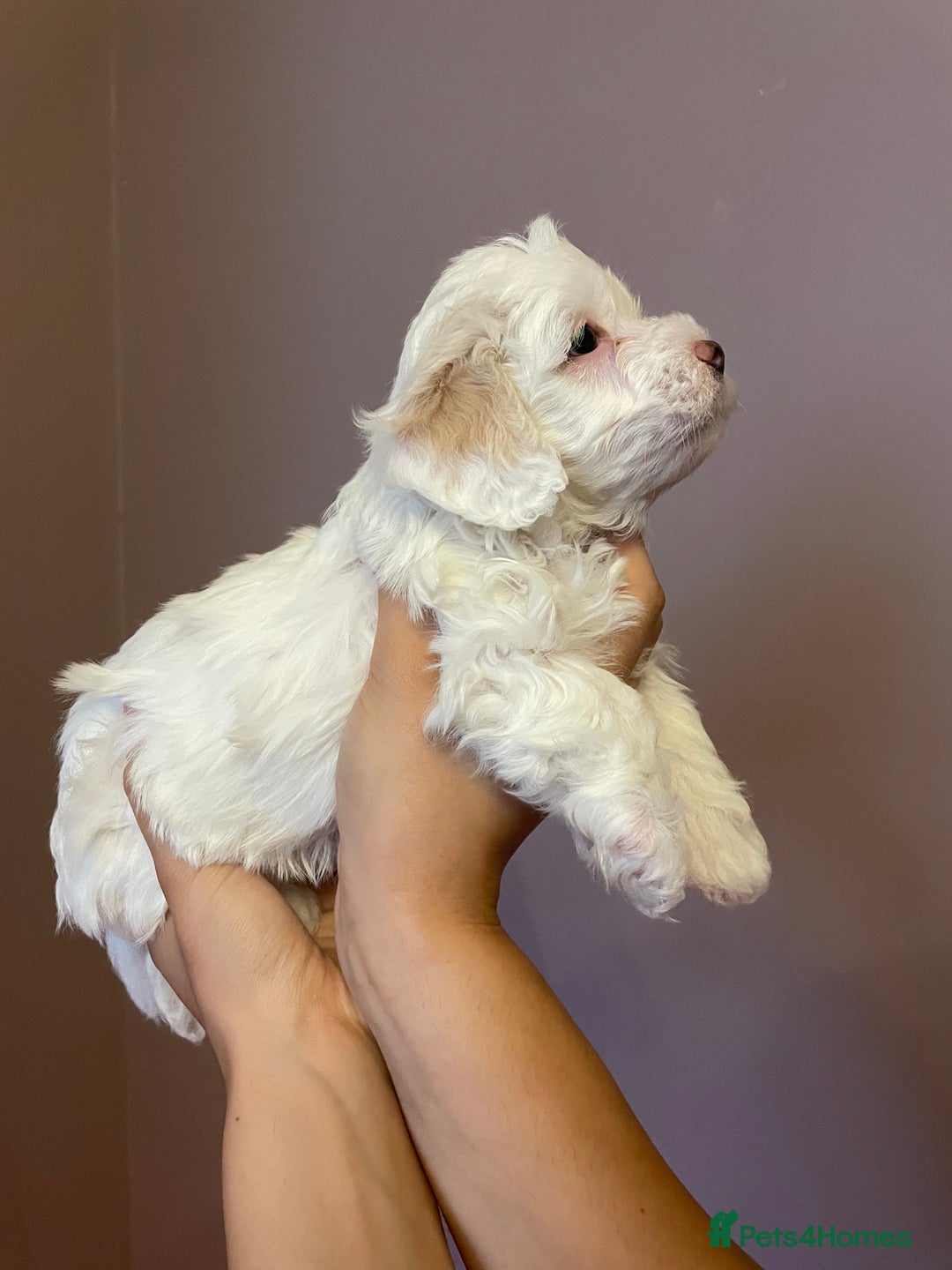 Maltipoo dogs for sale: Amazing Maltipoo puppies  - Image 13