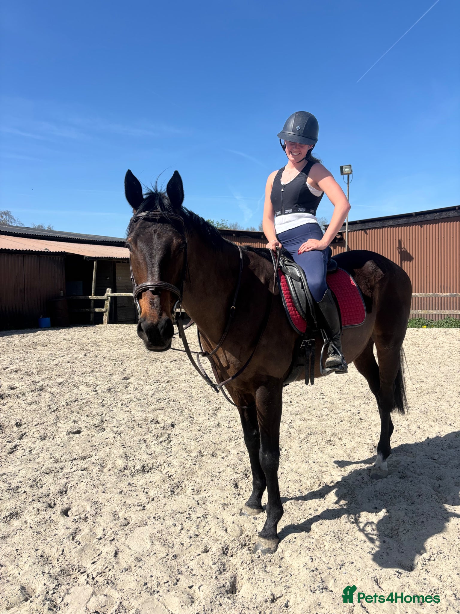 Irish Thoroughbred horses Super safe teenager dream horse  - Advert 6