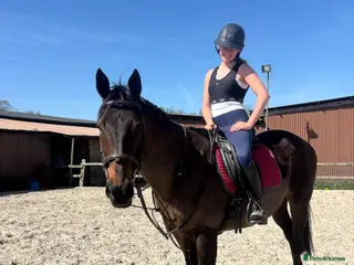 Irish Thoroughbred horses Super safe teenager dream horse - Advert 6