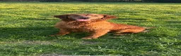 Golden Retriever dogs for sale: Beautiful Golden Retriever  - Advert 2