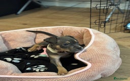 Mixed Breed dogs for sale: Beautiful staffy x bullmastiff  - Image 1