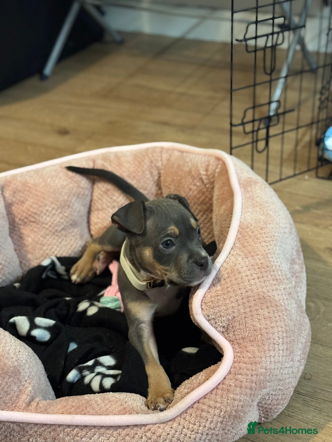 Mixed Breed dogs for sale: Beautiful staffy x bullmastiff  - Image 1