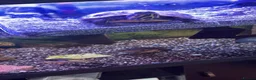 Turtle reptiles for sale: Cooter and pink belly turtles  in Camborne - Advert 2