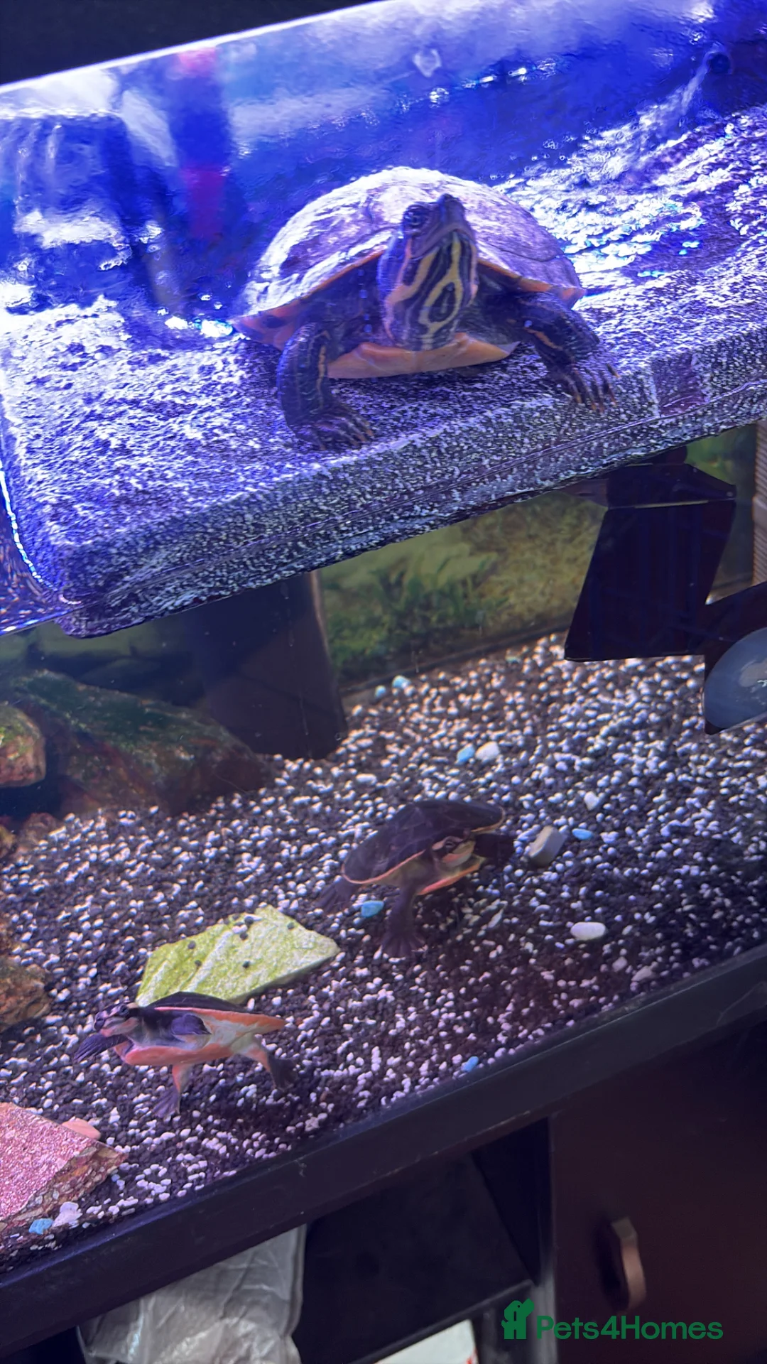 Turtle reptiles for sale: Cooter and pink belly turtles  in Camborne - Advert 2