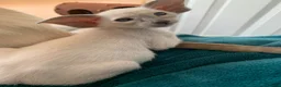 Oriental cats for sale: Stunning GCCF Reg. Lilac Point Siamese Boys - Advert 3