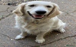 Golden Retriever dogs for sale: Gorgeous Girl looking for her 5 Star Retirement - Image 6
