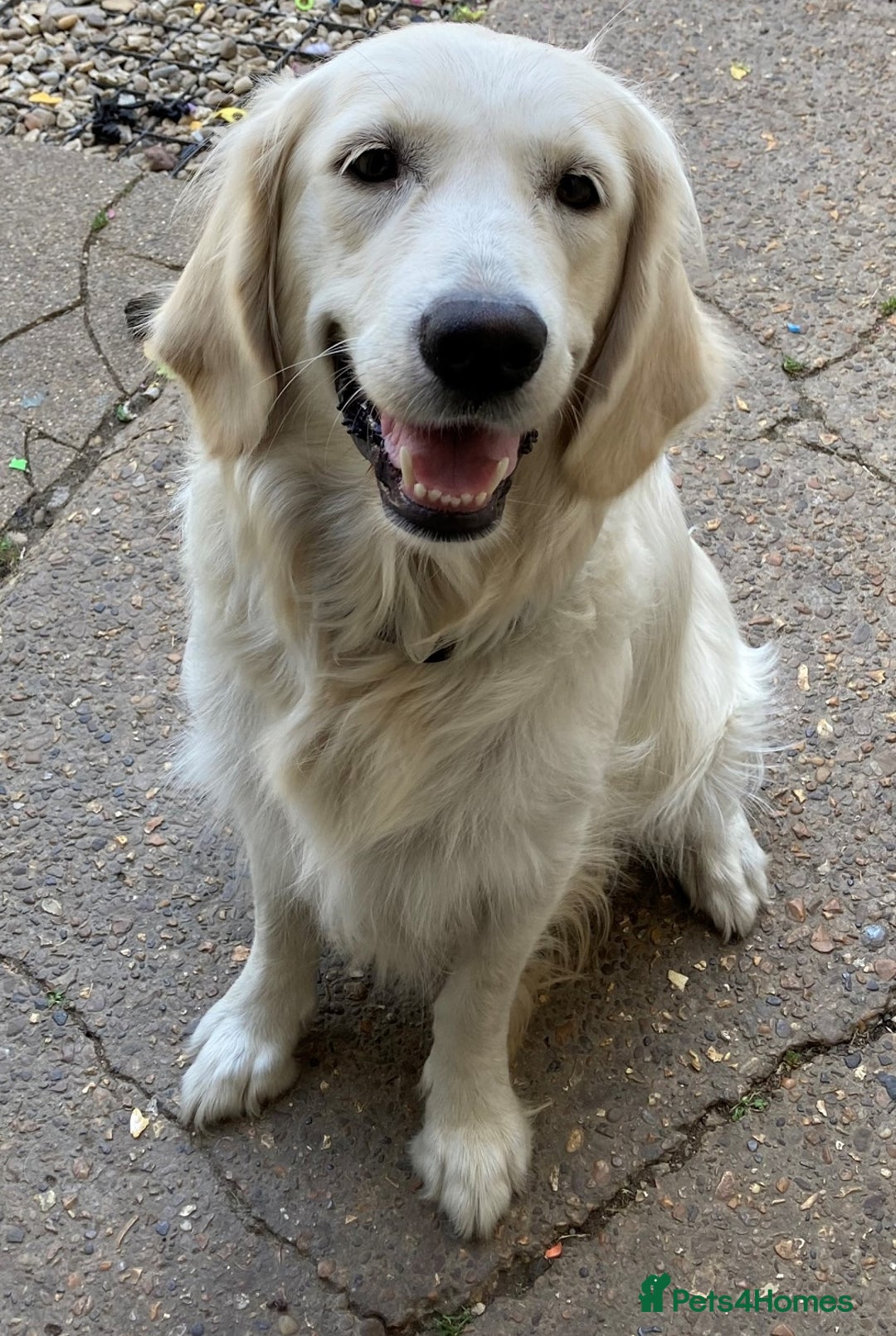 Golden Retriever dogs for sale: Gorgeous Girl looking for her 5 Star Retirement - Image 6