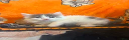 Ragdoll cats for sale: Ragdoll cross kittens  - Advert 2