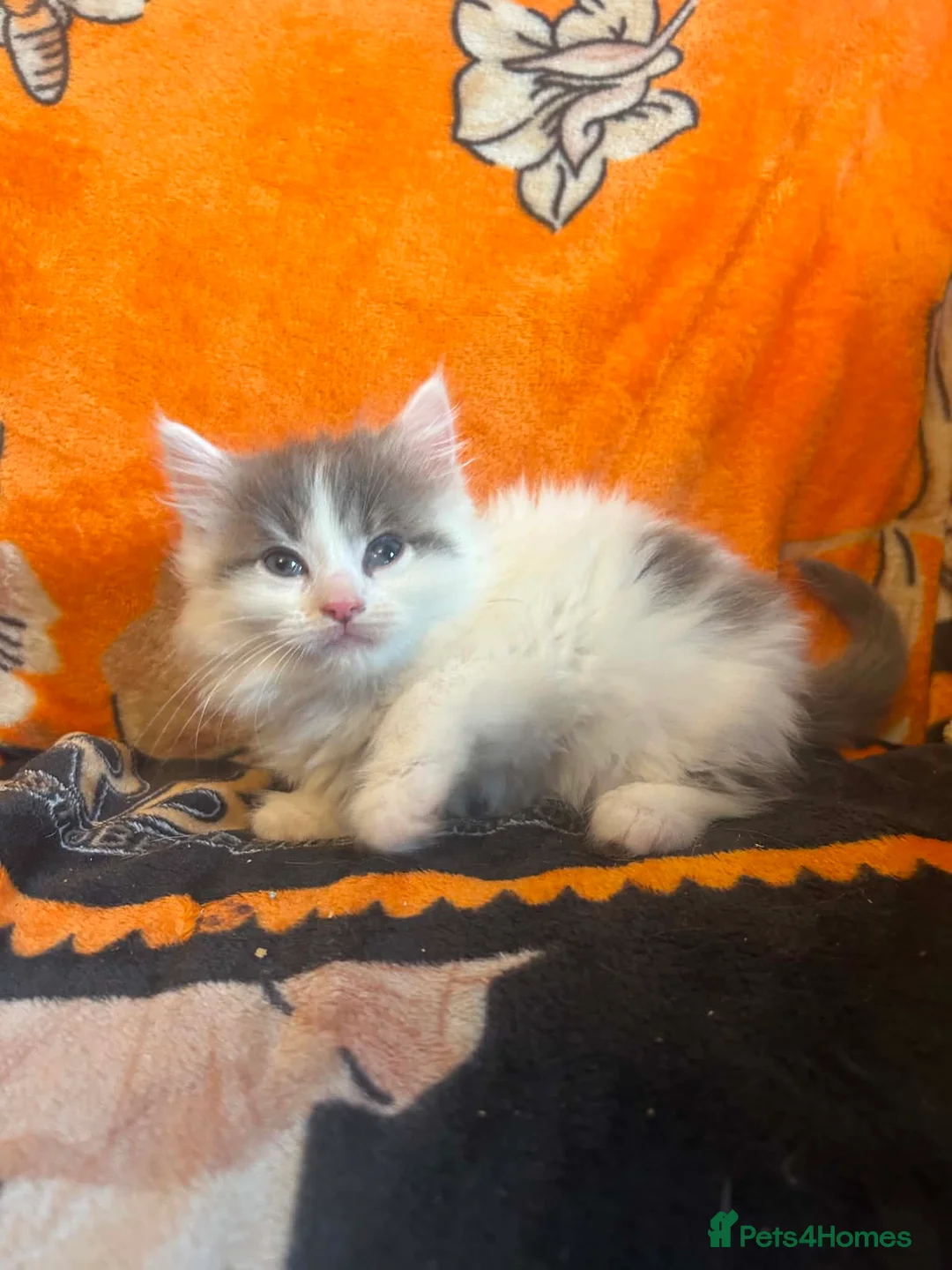 Ragdoll cats for sale: Ragdoll cross kittens  - Advert 2