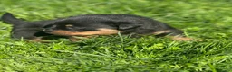 Rottweiler dogs for sale: KC registered rottweiler puppies - Advert 21