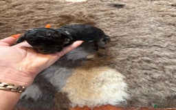 Toy Poodle dogs for sale: Pedigree Toy Poodle puppies, DNA tested parents - Image 30