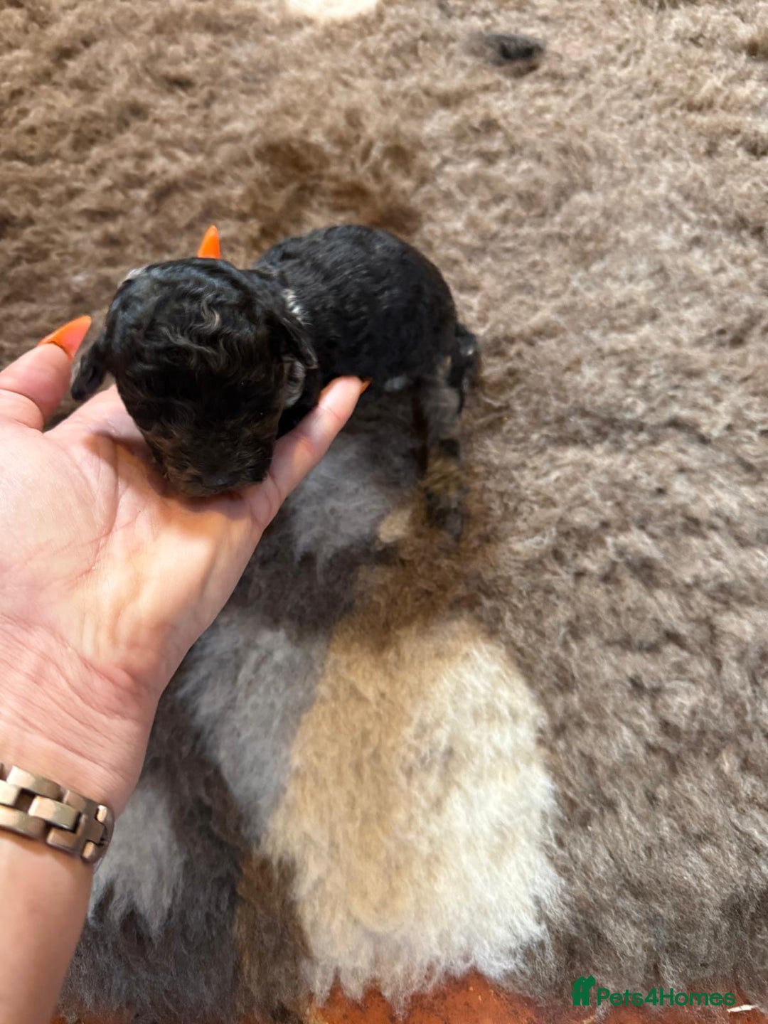 Toy Poodle dogs for sale: Pedigree Toy Poodle puppies, DNA tested parents - Image 30