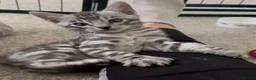Bengal cats for sale: Exceptional bengal babies 🐆💎❤️ - Advert 24