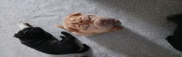 Mixed Breed dogs for sale: Sharpei puppies in Glasgow - Advert 8
