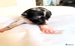 Whippet dogs for sale: Whippet/bedlington + whippet/collie - Image 3