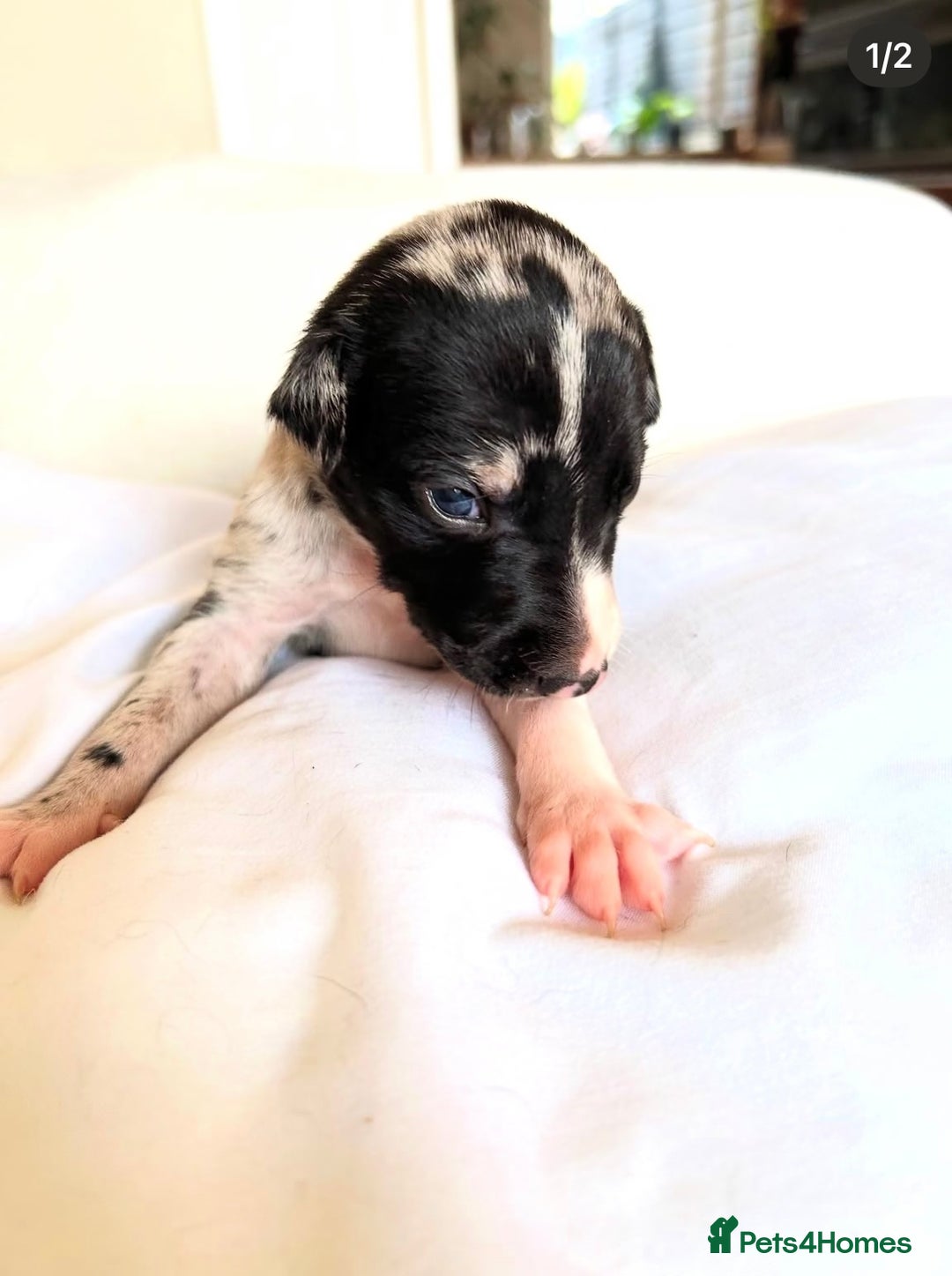 Whippet dogs for sale: Whippet/bedlington + whippet/collie - Image 3