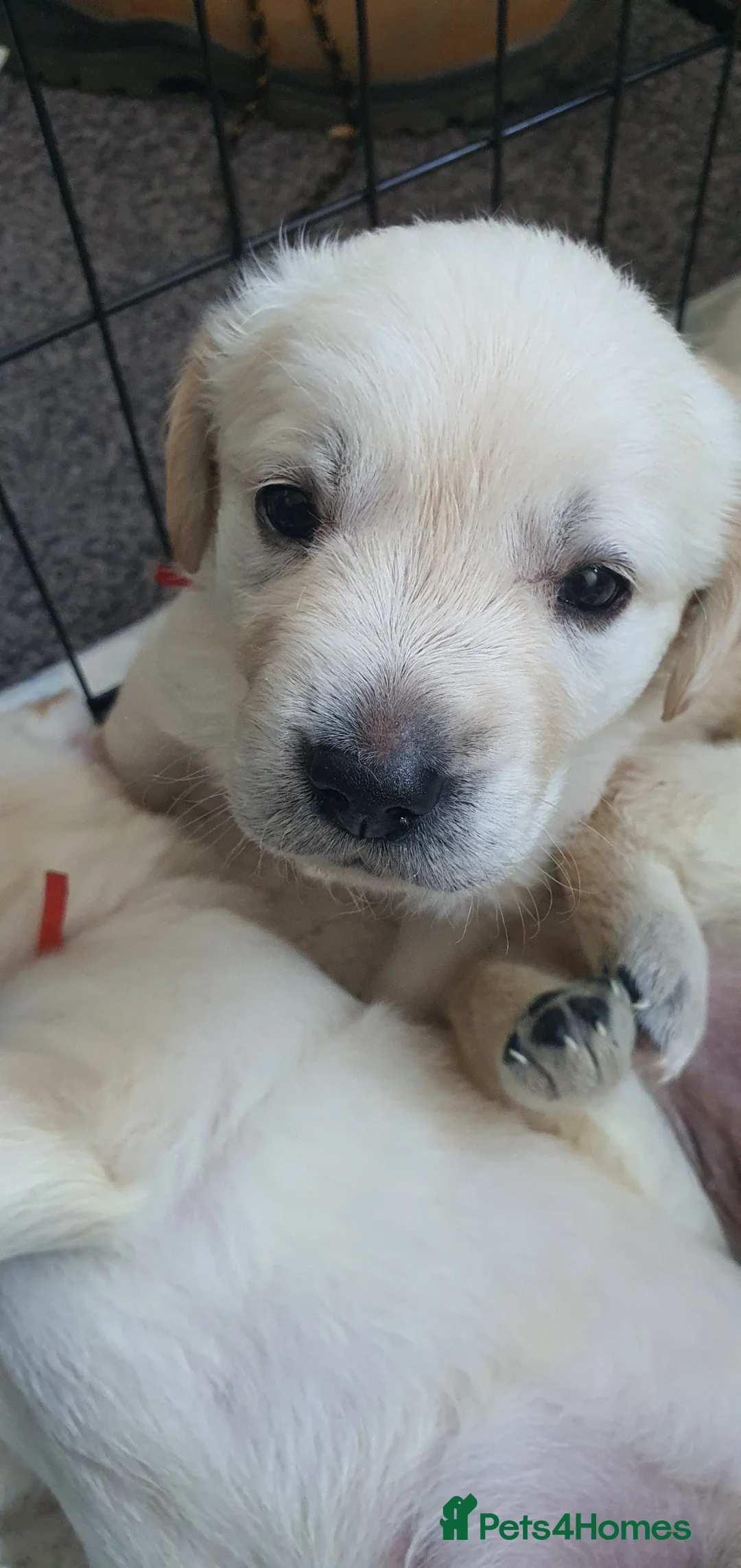 Goldador dogs for sale: Goldador puppies in Loughborough - Advert 1