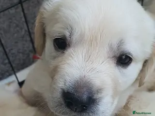 Goldador dogs Goldador puppies - Advert 1