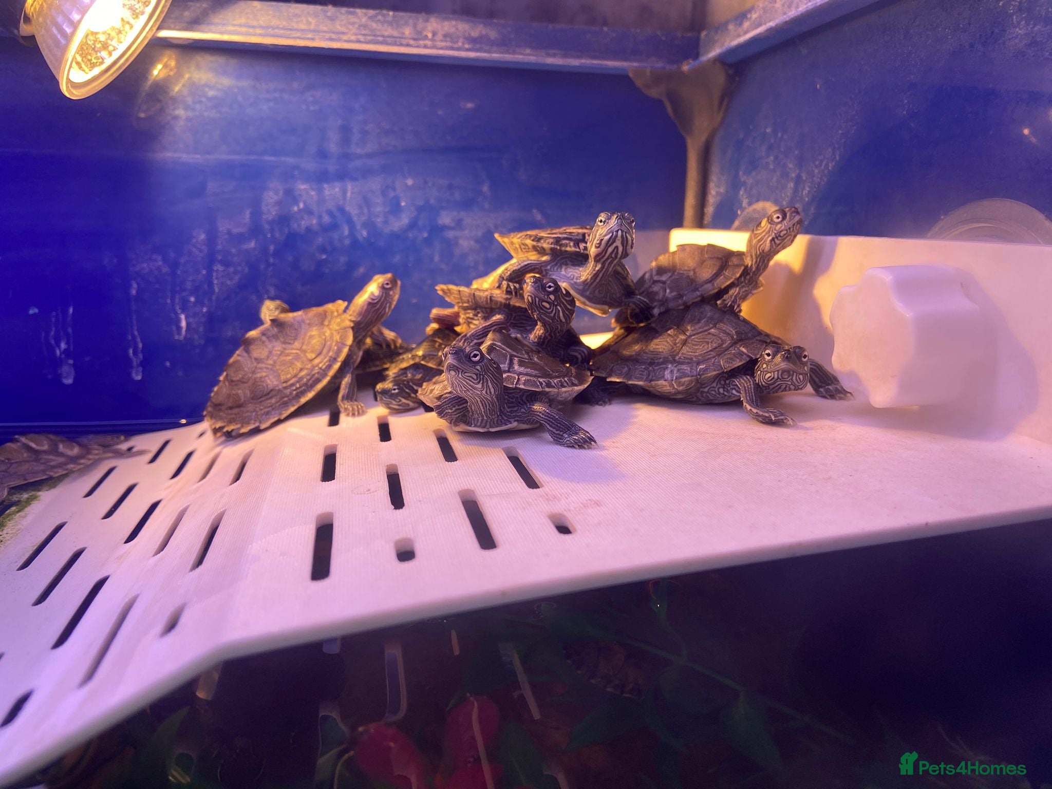 Turtle reptiles Baby Map, River Cooter Turtles available  - Advert 1