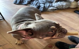 French Bulldog dogs for sale: Looking to Rehome My 2 French Bulldogs - Image 9