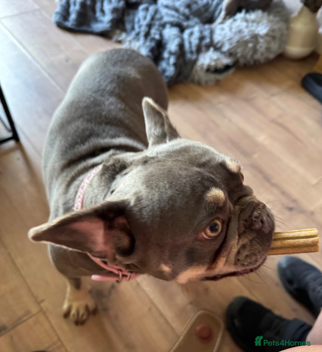 French Bulldog dogs for sale: Looking to Rehome My 2 French Bulldogs - Image 9