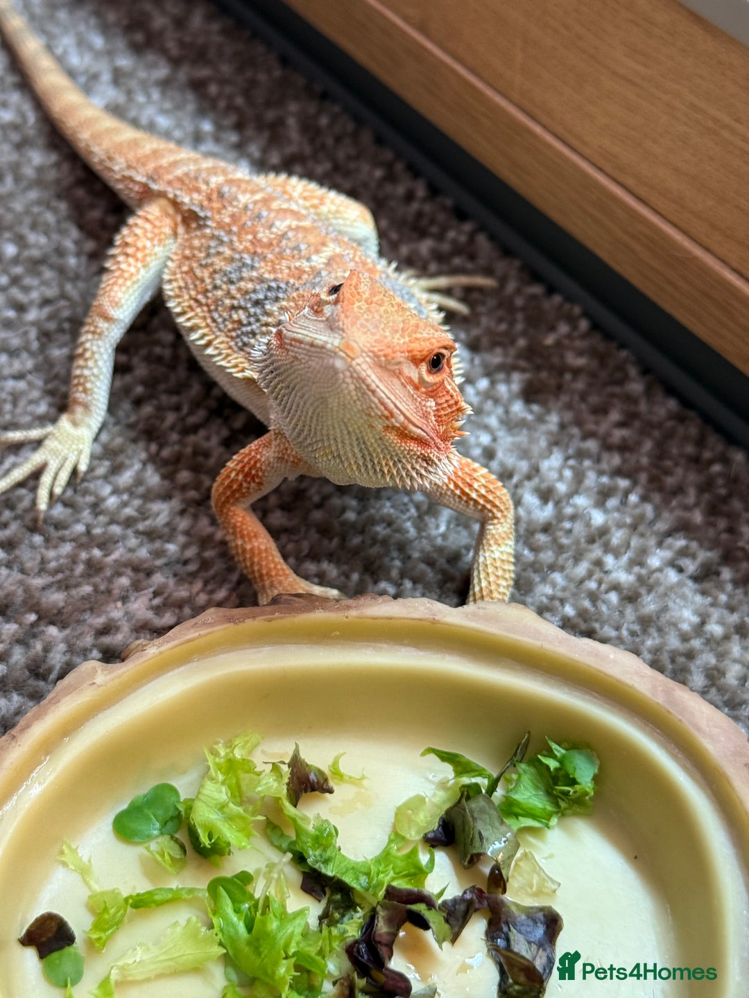 Bearded Dragon reptiles for sale: Bearded Dragon  - Advert 2