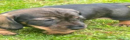 Dachshund dogs for sale: Working wire haired dachshund puppies - Advert 3