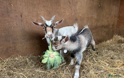 Goats livestock for sale: billy pygmy goats - Image 5
