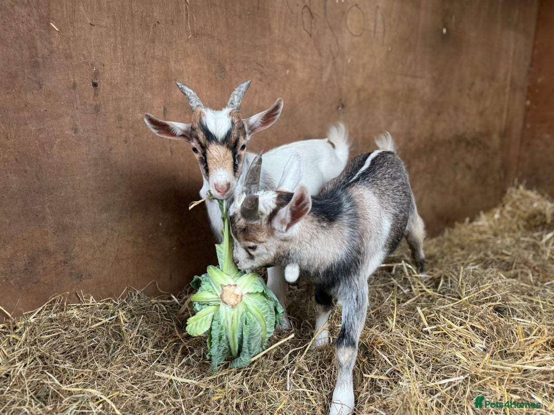 Goats livestock for sale: billy pygmy goats - Image 5