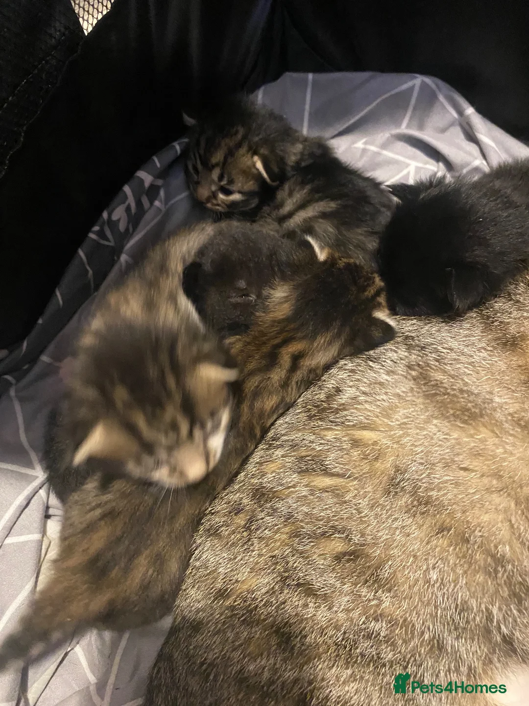 Mixed Breed cats for sale: 5 Gorgeous Bengal mixed kittens  - Advert 5
