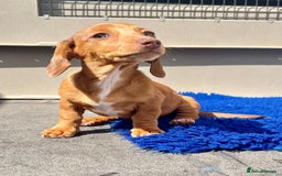 Miniature Dachshund dogs for sale: FULLY VAX KC MINI PRA CLEAR READY NOW  - Image 11