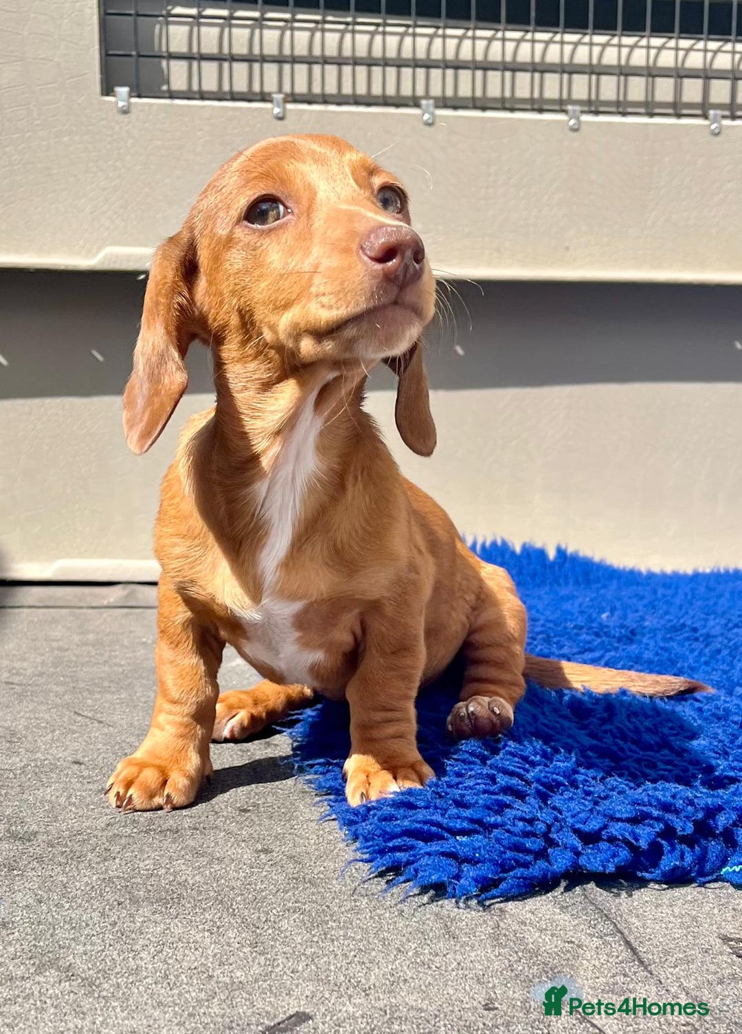 Miniature Dachshund dogs for sale: FULLY VAX KC MINI PRA CLEAR READY NOW  - Image 11