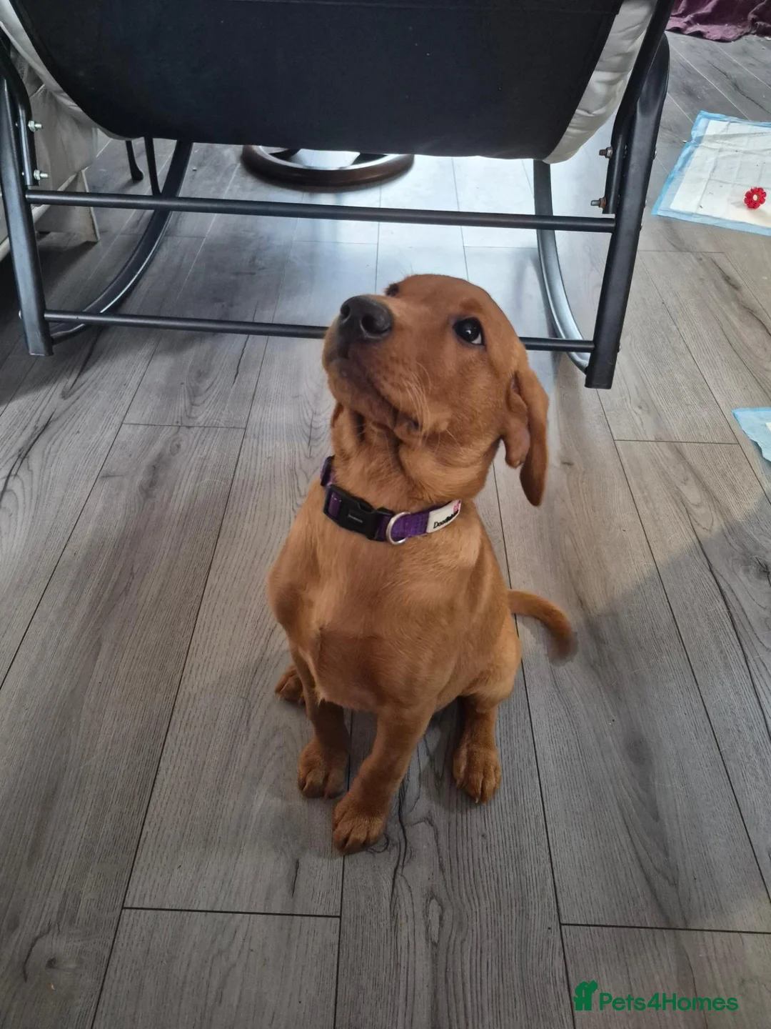 Labrador Retriever dogs for sale: Female fox red lab - Advert 2