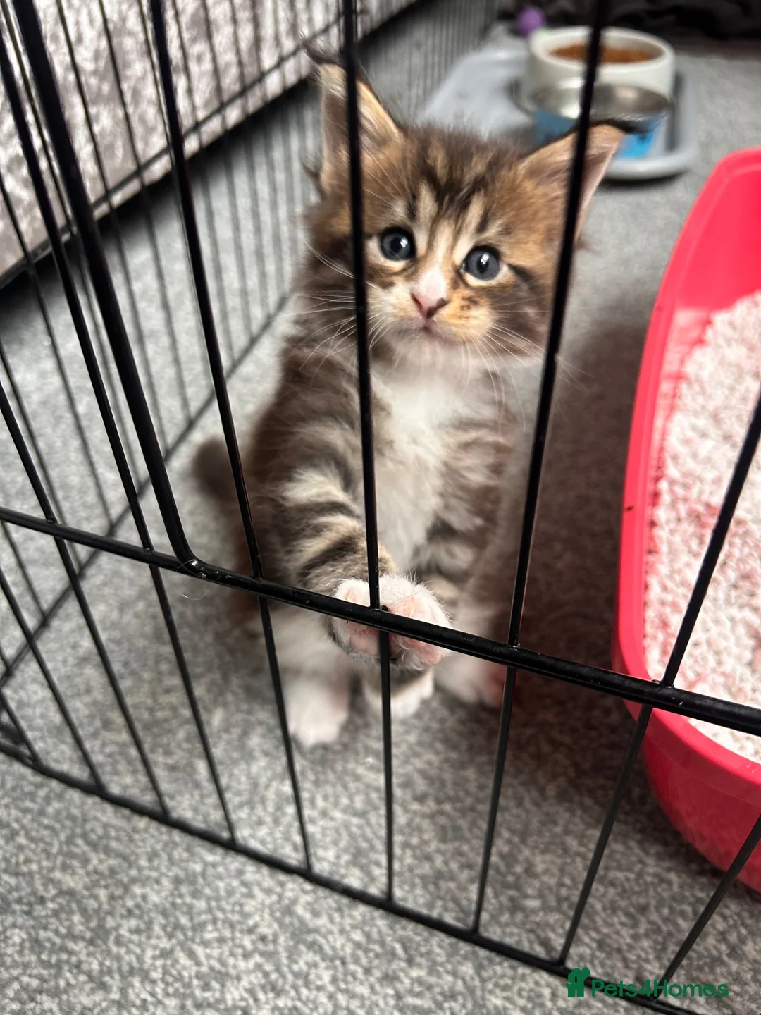 Maine Coon cats for sale: Beautiful Maine Coon Kittens - Advert 2