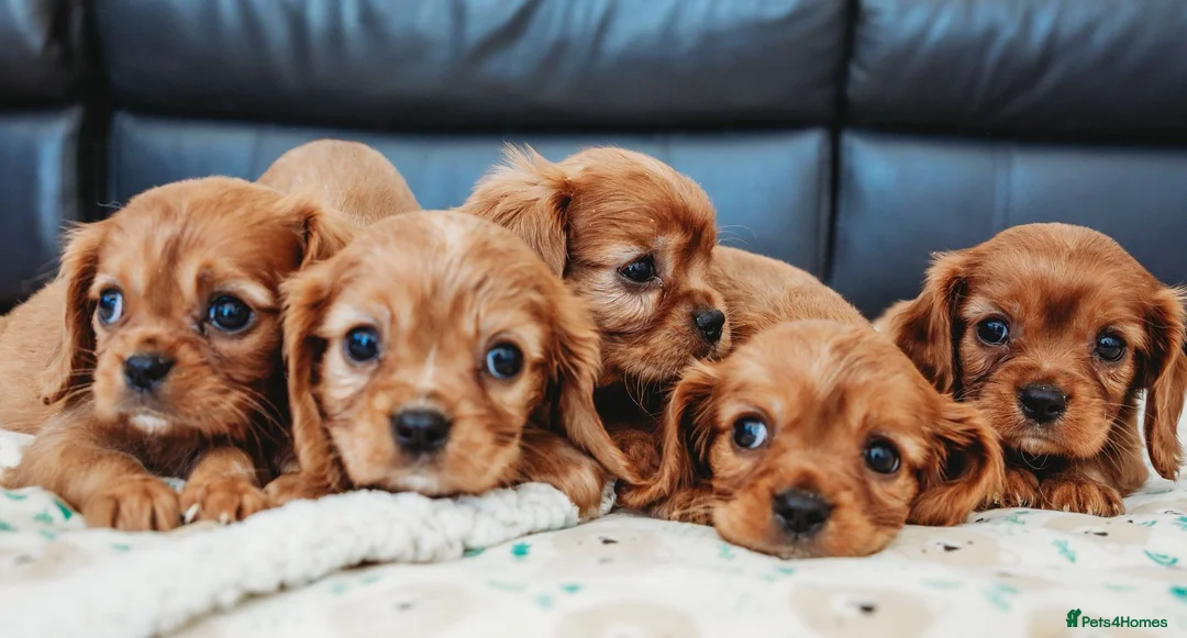 Cavalier King Charles Spaniel dogs for sale: King Charles cavalier puppies ruby - Advert 13
