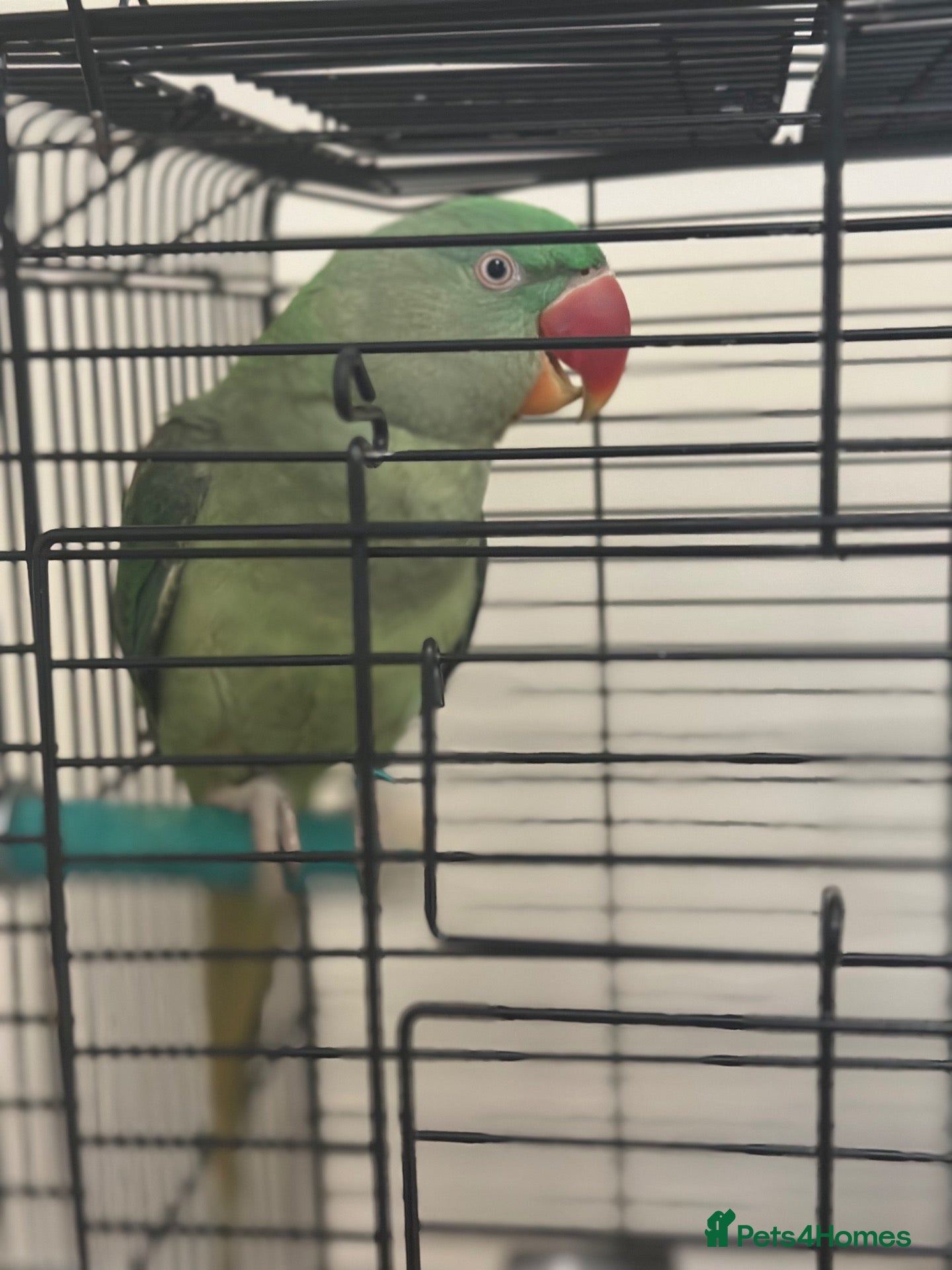 Parrots birds Alexandrian Parrot for Sale - Advert 2