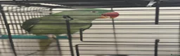 Parrots birds for sale: Alexandrian Parrot for Sale in Warminster - Advert 1